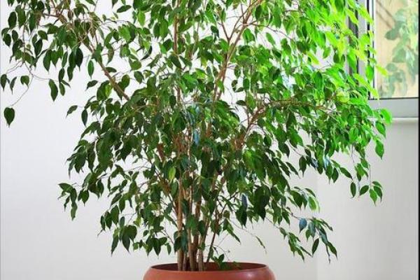 春羽家居风水与生活品质：如何利用风水提升家运