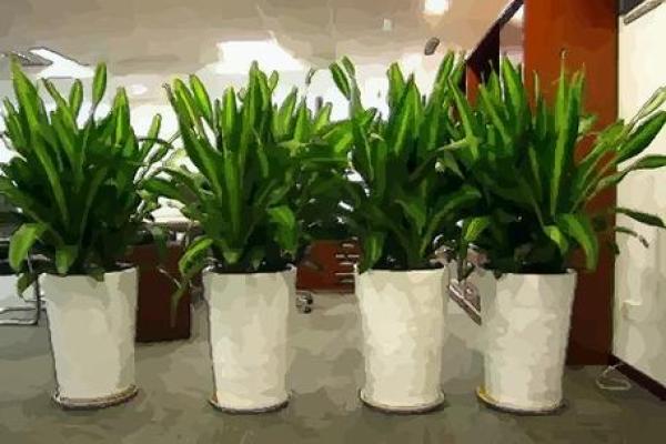 办公室花卉摆放风水常识与实用建议