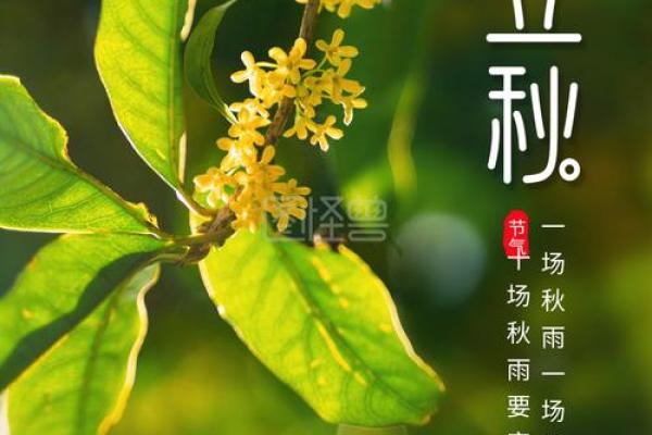 秋天有哪些传统节日与习俗值得关注