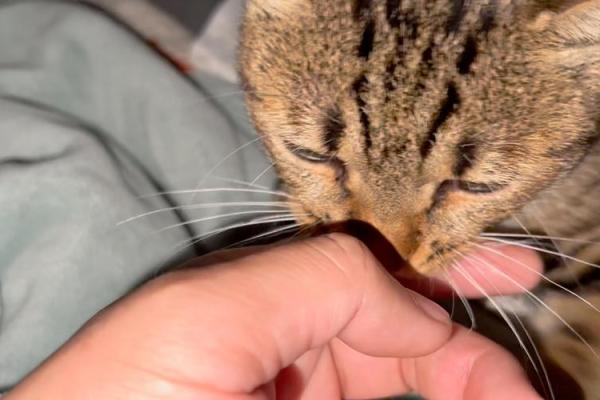 梦到猫咬自己是好兆头还是坏预兆？专家带你解密