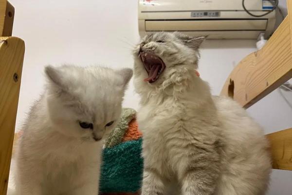 梦到猫咬自己是好兆头还是坏预兆？专家带你解密