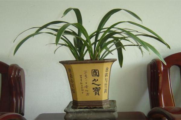 办公室花草风水布局让事业更顺利