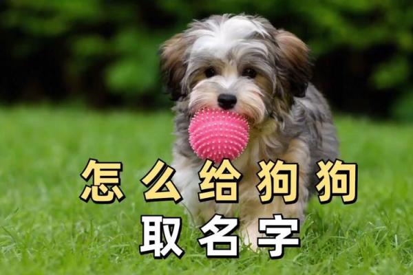 如何根据狗狗性格为它取个独特名字