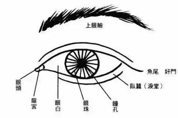 面相学中女人眼睛的独特象征与解读