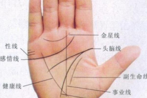 在线免费手相分析，揭示你的人生运势和未来走向