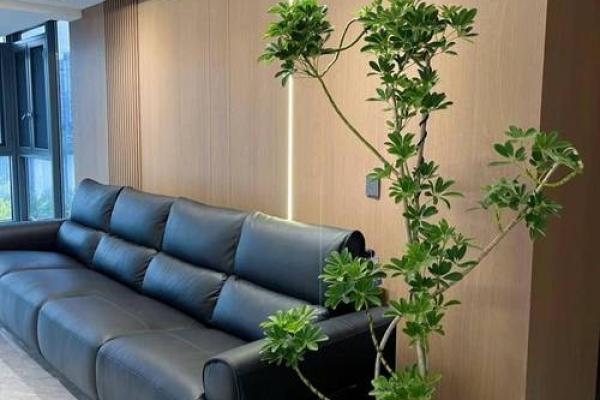 庭院植物如何打造招财风水环境