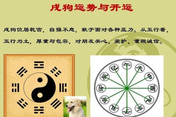 龙年五行属性解析与命理运势分析