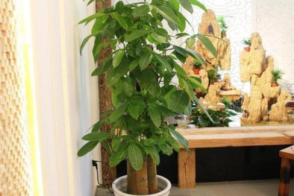 办公室风水中的绿植选择与摆放诀窍