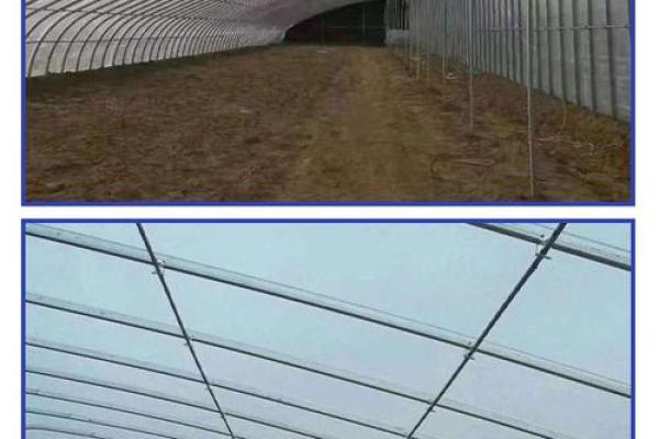 养殖公司命名技巧与创意建议大全
