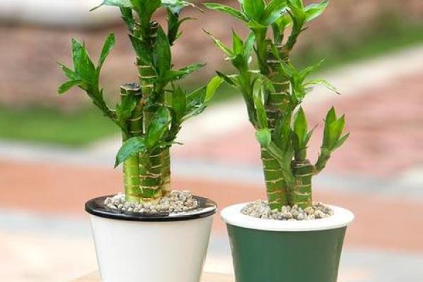 办公室水培植物风水布局技巧与运势提升方法