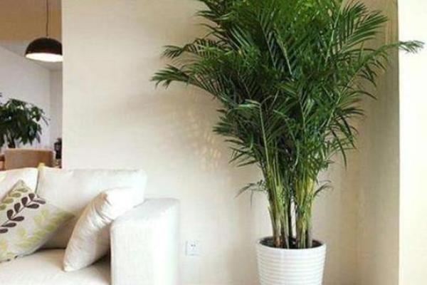 办公室水培植物风水布局技巧与运势提升方法