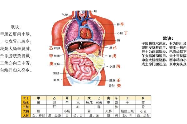揭开天干地支年份与五行命理的关系