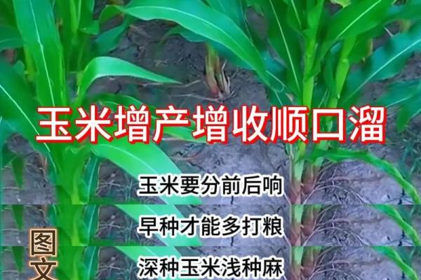农业公司命名的创意指南与实用技巧