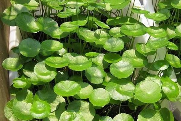 通过招财吉祥图片改善家居风水的五大秘诀