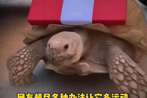 办公室养龟风水禁忌与注意事项解析