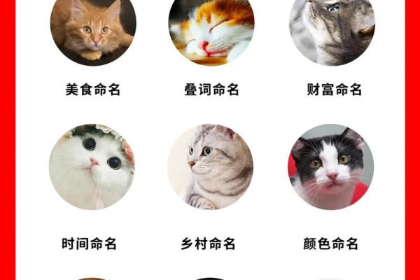 如何为小猫取个既可爱又独特的名字