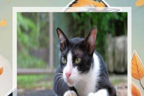 如何为小猫取个既可爱又独特的名字