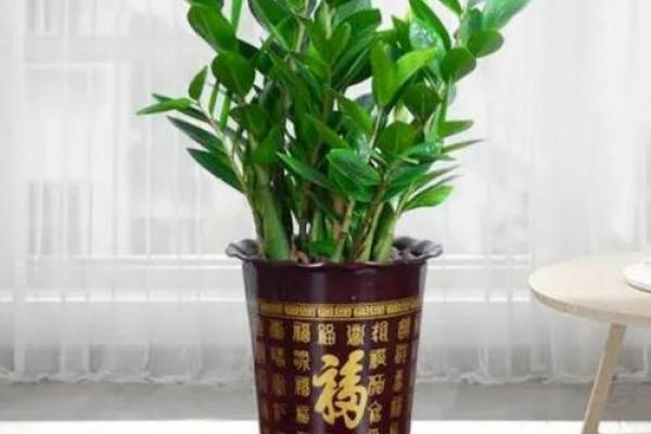 办公室风水植物选择指南 提升运势的绿植推荐