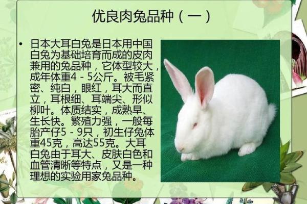 兔子与财富：如何通过风水养兔提升财运