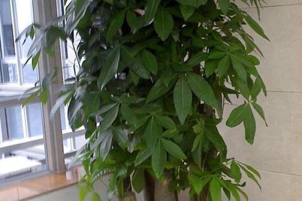 风水专家推荐的招财树摆放位置