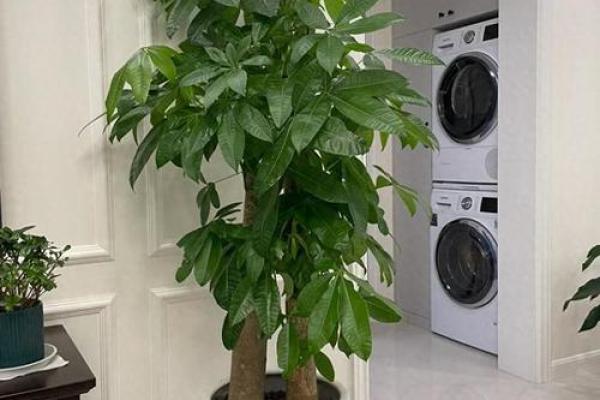 风水专家推荐的招财树摆放位置