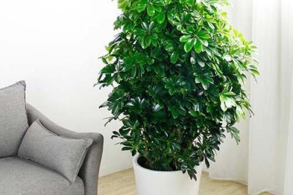 办公室风水植物布局助力职场运势