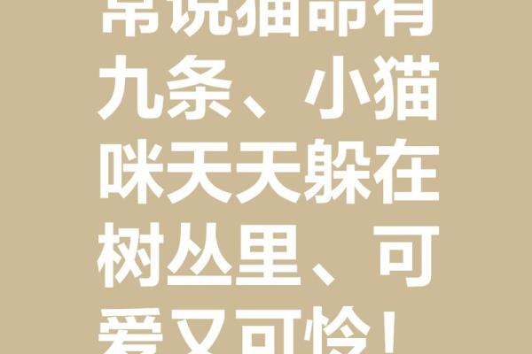 猫命理学：如何根据猫咪的性格改善你的生活运