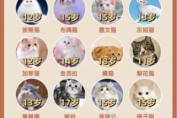 猫命理学：如何根据猫咪的性格改善你的生活运