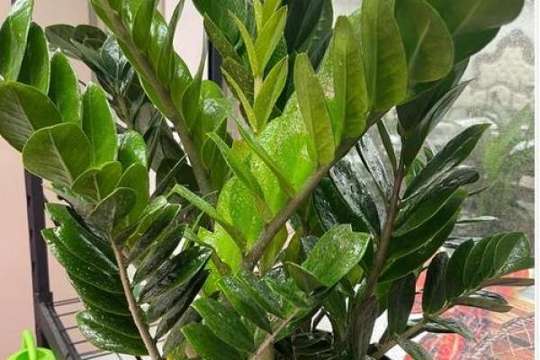 家居风水中的五大吉祥植物选择与摆放技巧