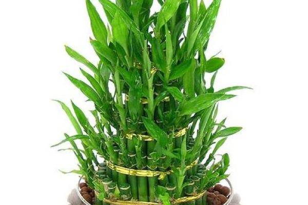 家居风水中的五大吉祥植物选择与摆放技巧
