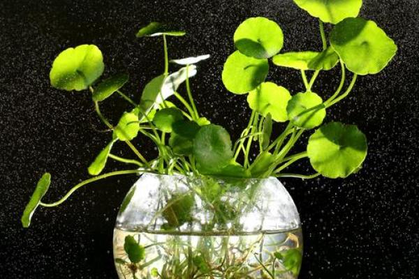 办公室风水植物的养护与摆放建议