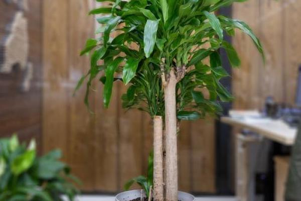 办公室风水植物的养护与摆放建议
