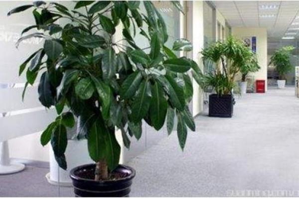 办公室风水植物：布局与种类选择指南