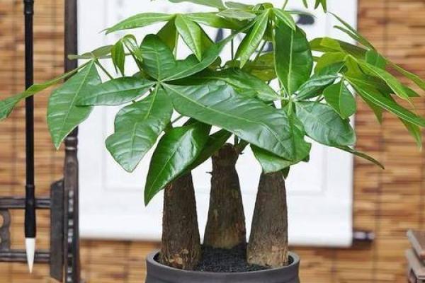 实用风水招财法让财源滚滚来