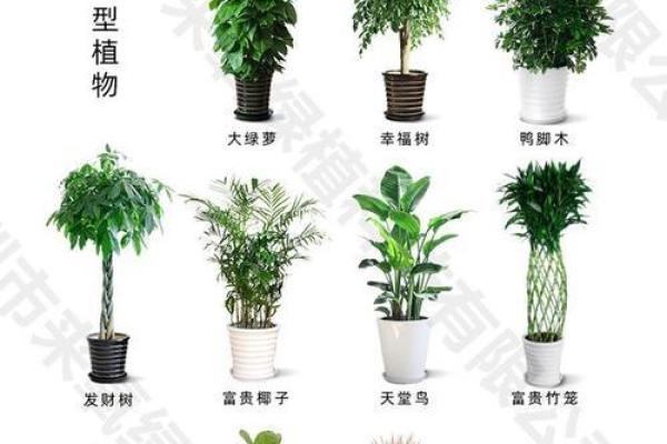 办公室风水植物的神奇力量：招财聚财
