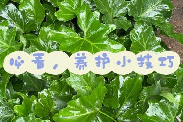 探索春羽家居风水：小改变带来大好运
