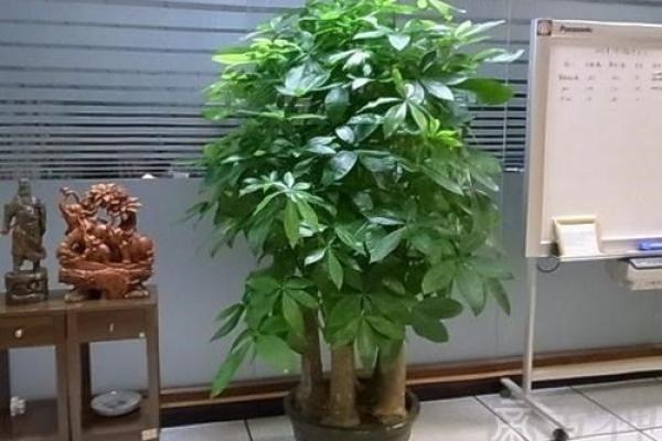办公室风水植物摆放的最佳位置与禁忌技巧