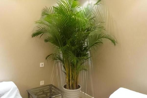 风水植物的正确摆放技巧