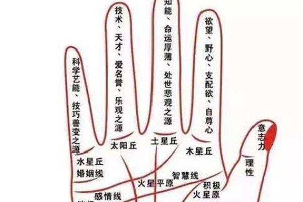 全面解析男人手相：掌中秘密揭示性格与命运