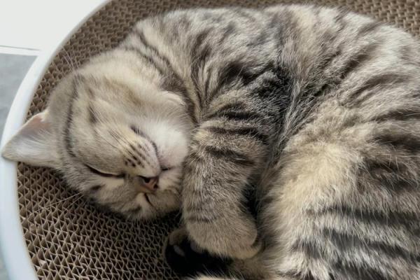 梦见猫咬我意味着什么？解析梦境中的深层含义