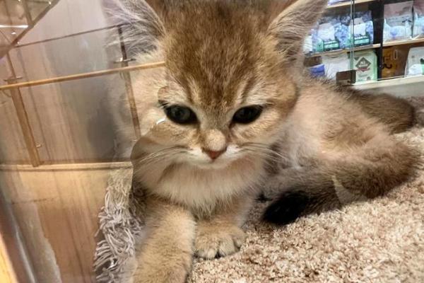 做梦梦到猫：心理学与文化的解读