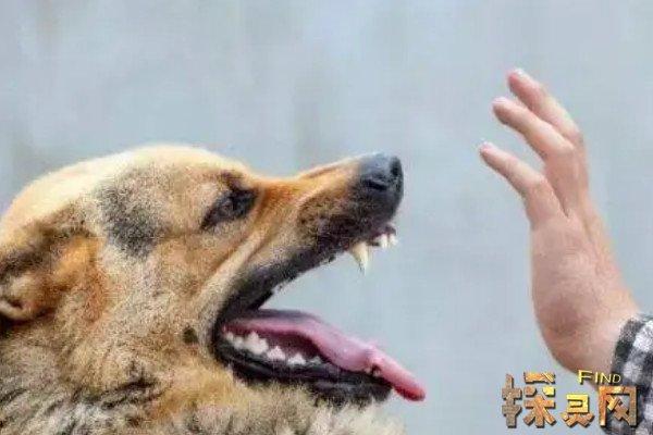 解读梦境：被狗追的深层含义与象征
