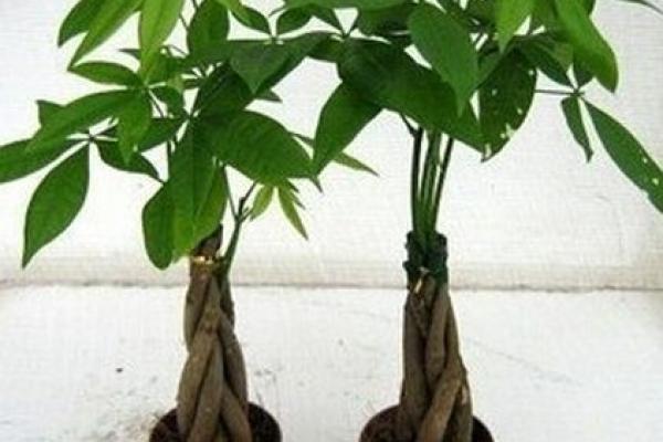 水管招财风水图解：如何利用水管布局提升家居运势