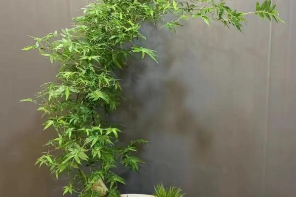 办公室盆栽风水布局技巧提升工作运势