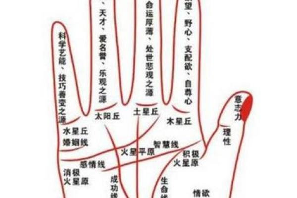 手相学入门：如何解读你的命运纹路