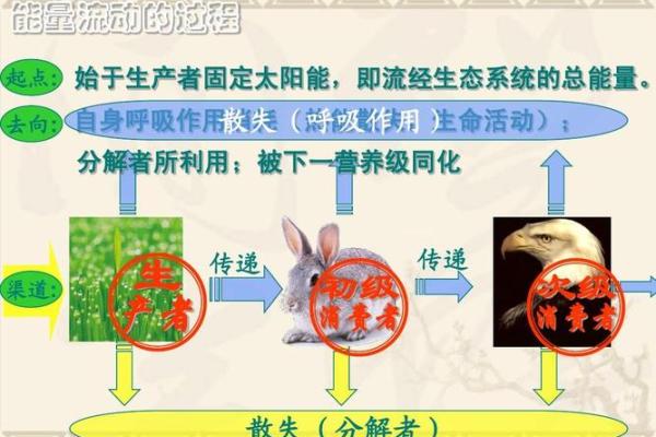 风水学中的能量流动与空间布局