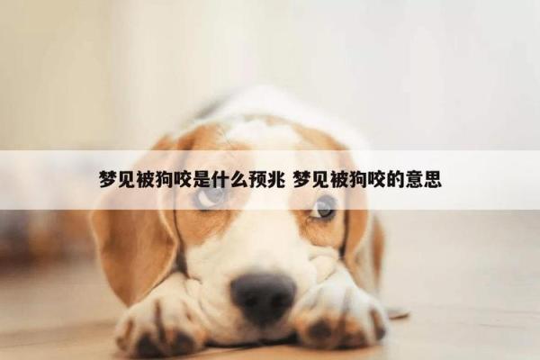 梦见狗的不同解读及其可能的象征