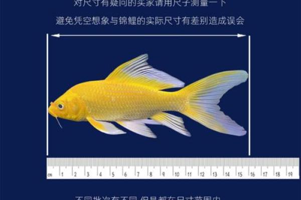 如何通过养招财鱼提升家庭财运