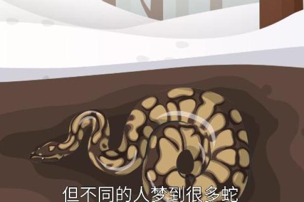 梦到蟒蛇和未来运势的关系：是警示还是机遇？