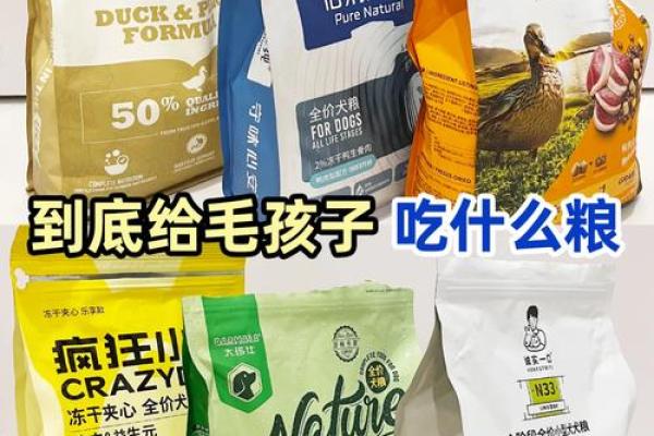 如何根据狗狗的外貌挑选合适的名字
